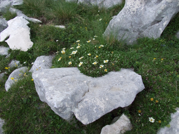 Dryas octopetala / Camedrio alpino